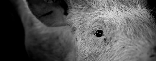 ’One Pig’ – kontrowersyjny projekt Matthew Herberta