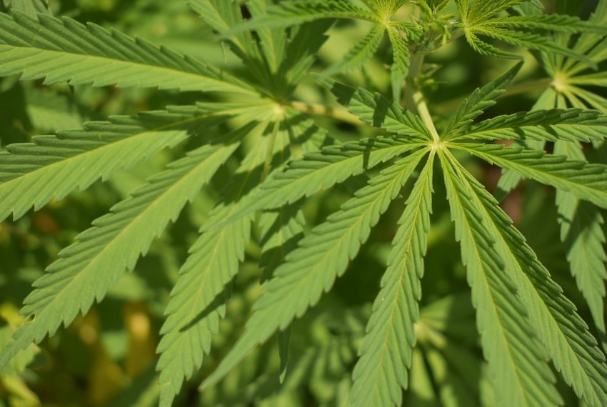 Niemcy przyśpieszają proces legalizacji marihuany