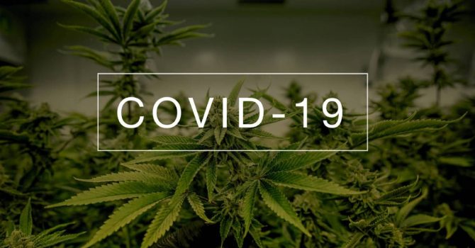 Tego się nie spodziewaliście. Naukowcy twierdzą, że marihuana przeciwdziała zakażeniu COVID-19