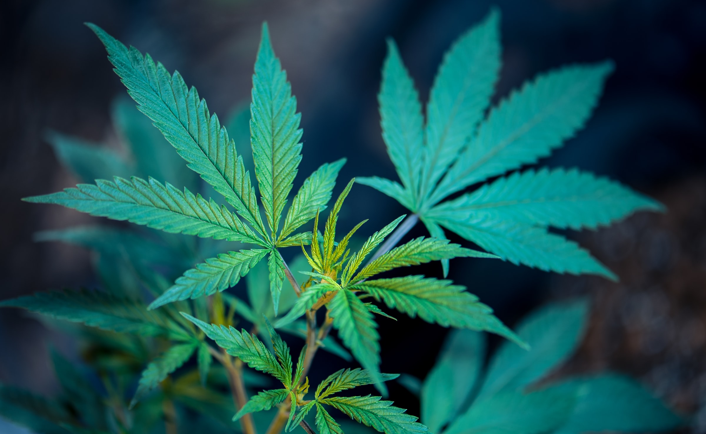 Marihuana - osoby z wyrokami będą sprzedawać legalne zioło