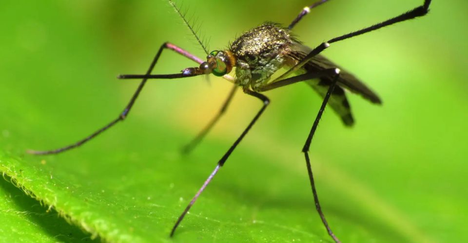 Komary nienawidzą Skrillexa