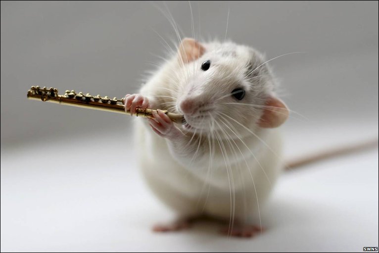 Szczury uwielbiają szybką muzykę taneczną. Przynajmniej tak wynika z badań uniwersytetu z Tokio