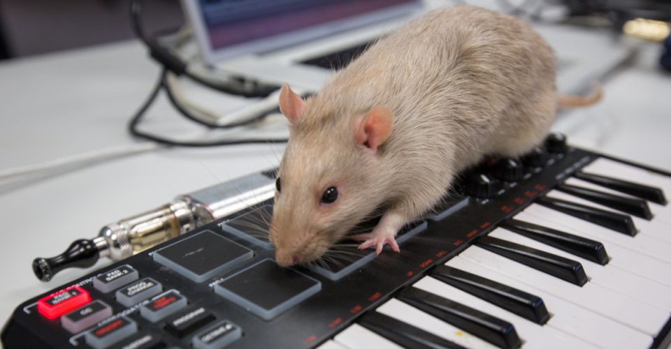 Nawet szczury lubią muzykę taneczną